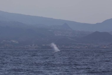 Adeje Sahili'nde sperm balinası (physeter macrocephalus) (Tenerife'nin güneyinde).
