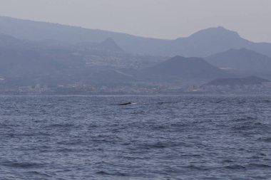 Adeje Sahili'nde sperm balinası (physeter macrocephalus) (Tenerife'nin güneyinde).