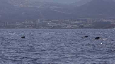 Adeje Sahili'nde bryde balinası (balaenoptera edeni), Kanarya adaları.