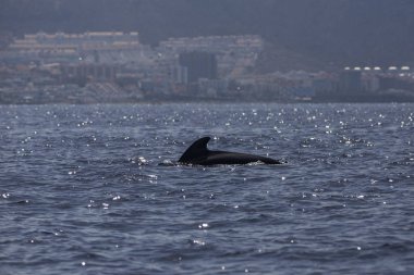 Bryde balinası (balaenoptera edeni) Adeje Sahili'nde (Tenerife'nin güneyinde)).