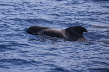 Bryde balinası (balaenoptera edeni) Adeje Sahili'nde (Tenerife'nin güneyinde), Kanarya adaları.