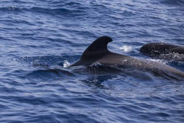 Bryde balinası (balaenoptera edeni) Adeje Sahili'nde (Tenerife'nin güneyinde), Kanarya adaları.