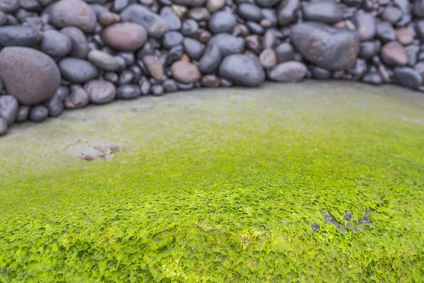 Puerto de la Cruz plajında yeşil yosun ile Rock.