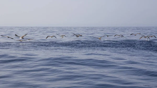 Rebanho de camarão-de-milho (calonectris diomedea) em Tenerife . — Fotografia de Stock