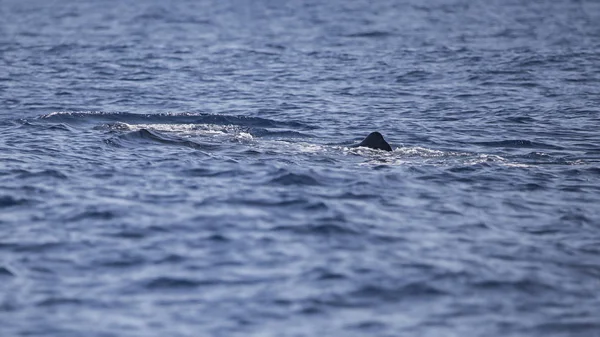 Ballena espermática (fiseter macrocephalus) en la costa de Adeje (sur de Tenerife) ). — Foto de Stock