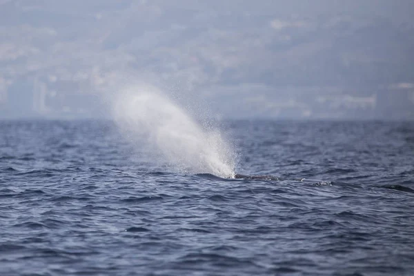 Ballena espermática (fiseter macrocephalus) en la costa de Adeje (sur de Tenerife) ). — Foto de Stock