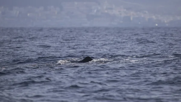 Ballena espermática (fiseter macrocephalus) en la costa de Adeje (sur de Tenerife) ). — Foto de Stock