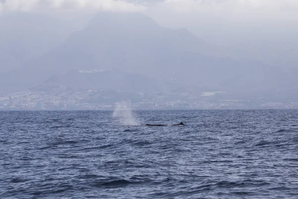 Ballena espermática (fiseter macrocephalus) en la costa de Adeje (sur de Tenerife) ). —  Fotos de Stock