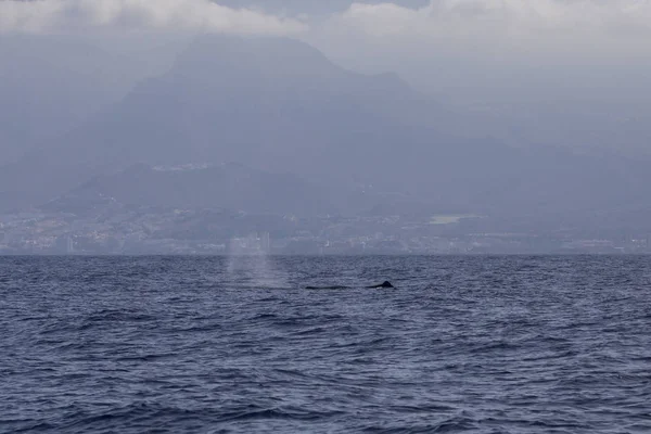 Ballena espermática (fiseter macrocephalus) en la costa de Adeje (sur de Tenerife) ). — Foto de Stock