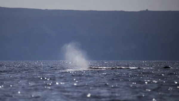 Ballena espermática (fiseter macrocephalus) en la costa de Adeje (sur de Tenerife) ). — Foto de Stock