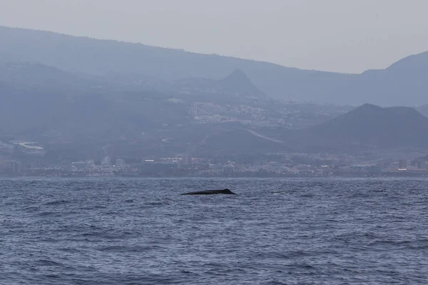 Adeje Sahili'nde sperm balinası (physeter macrocephalus) (Tenerife'nin güneyinde).