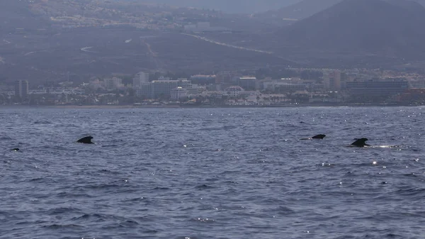 Grupo de ballenas bryde (balaenoptera edeni) en Costa de Adeje (sur de Tenerife), Islas Canarias . — Foto de Stock