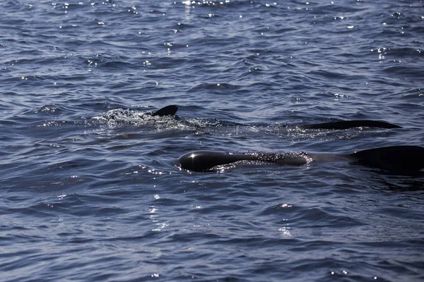 Grupo de ballenas bryde (balaenoptera edeni) en la costa de Adeje (sur de Tenerife) ). — Foto de Stock