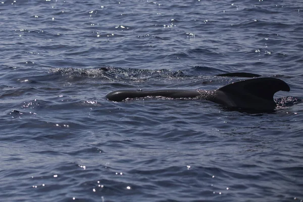 Grupo de ballenas bryde (balaenoptera edeni) en la costa de Adeje (sur de Tenerife) ). — Foto de Stock
