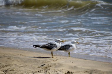 Do ana milli park plajlarında sarı bacaklı (gullslarus michahellis) çift.