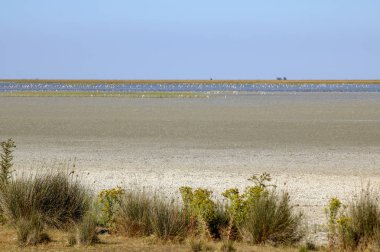 Do ana milli parkında Bataklık.