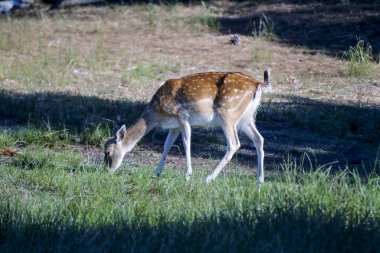 Dona bir milli parkta kadın geyik.