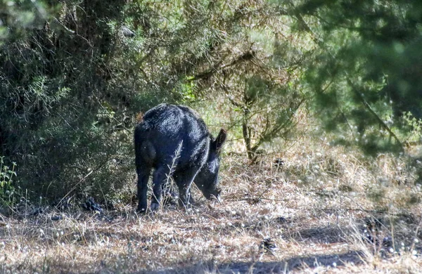 多阿纳国家公园的野猪. — 图库照片