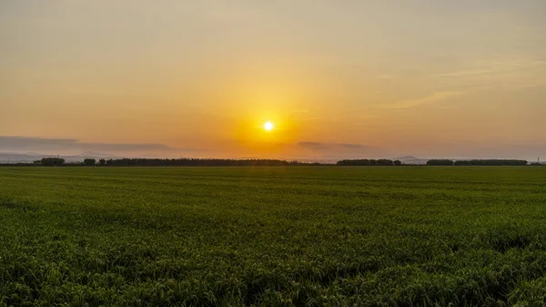 Zachód słońca w polu ryżowym "Albufera Walencji". — Zdjęcie stockowe