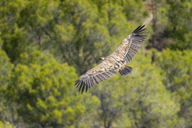 Griffon akbaba (alçı fulvus) uçuş, Alcoy.