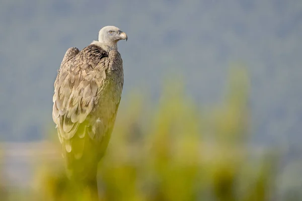 Griffon vulture (gyps fulvus) perched on a pole in Alcoy. — Stock Photo, Image