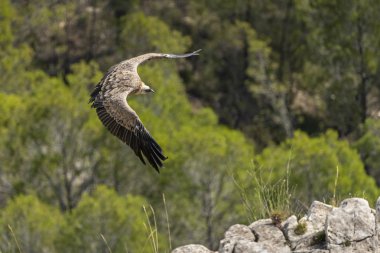 Griffon akbaba (alçı fulvus) uçuş, Alcoy.