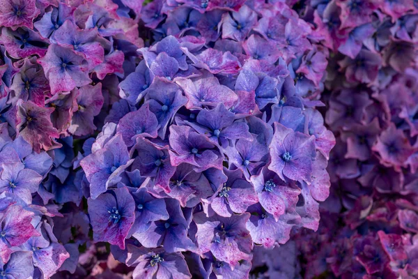 Begonia bloemen in Ierland. — Stockfoto