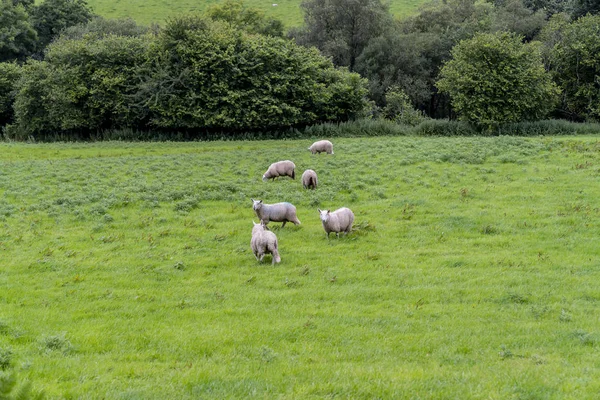 Owce na drodze Wicklow, — Zdjęcie stockowe