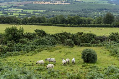 Wicklow yolda Koyun.