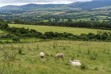 Wicklow yolda Koyun.