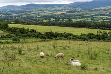 Sheep on the wicklow way. clipart