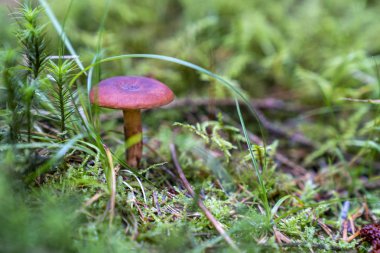 Wicklow şekilde yosun etrafında kırmızı mantar.