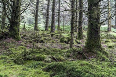 Wicklow şekilde Çam ormanı.