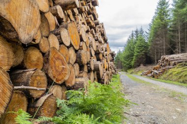 Yolun kenarlarında yığılmış günlükleri ile Wicklow yolu.