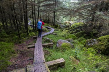 Wooden path in Wicklow way with a excursionist girl. clipart