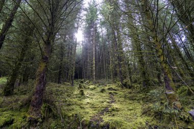 Wicklow şekilde Çam ormanı.