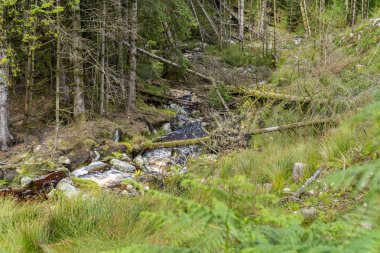 Wicklow yolunda küçük dere.