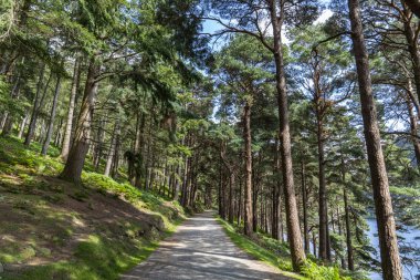 Pine forest on the lake road in Glendalough Upper lake. clipart