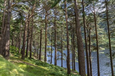 Glendalough Yukarı gölde göl yolunda çam ormanı.
