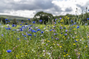 İrlanda'da bulutlu bir günde alanda Çiçekler.