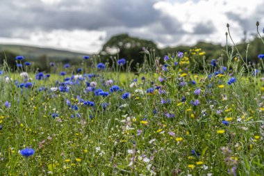 İrlanda'da bulutlu bir günde alanda Çiçekler.