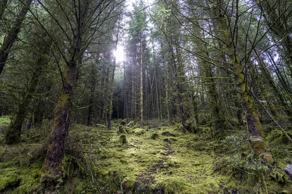 Wicklow şekilde Çam ormanı.