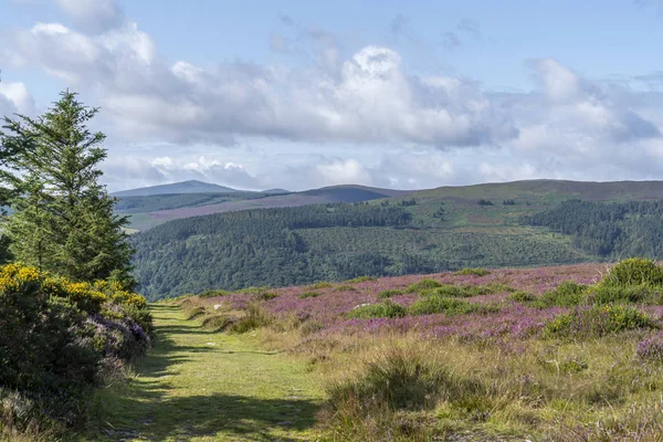 Wicklow way, Landkreis Wicklow. — Stockfoto