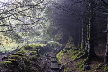 Wicklow şekilde yapraksız ağaçlar ve biraz sis ile karanlık bir yol.