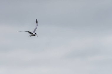 Howth limanında uçan martı.