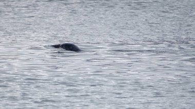 Howth limanında mühür.