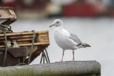 Howth limanında sarı bacaklı martı (larus michahellis).