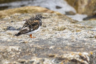 Dunlin (calidris) en Howth limanı.