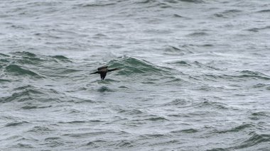 Karabatak (phalacrocorax) Howth limanında uçan.