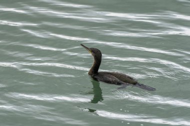 Howth limanında karabatak (phalacrocorax) balıkçılık.